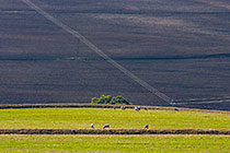 sheeps in fields