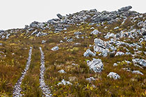 track between fynbos on mountain