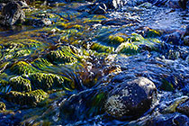 water flowing on plants & rocks in mountain stream