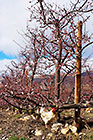 row of trees with pink and white flowers & chicken