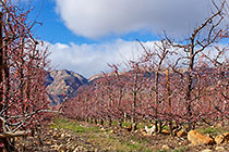rows of trees with pink flowers & mountains