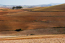 brown wheat fields w trees