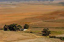 brown wheat fields w farmhouse