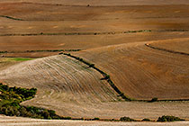 brown wheat fields w trees