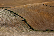 Wheat