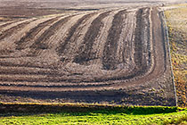 brown wheat fields w green grass