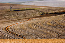 brown wheat fields