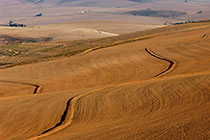 brown wheat fields