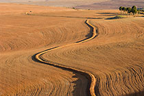 trees in brown wheat fields