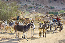 donkeys on track