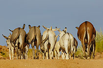 donkeys on track