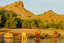 Cows drinking from river at sunset