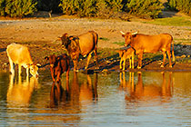 Cows drinking from river at sunset