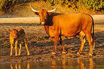 Cows drinking from river at sunset