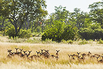 impala in grass with trees