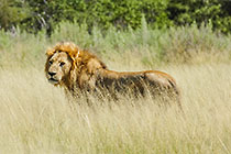 lion walking in grass
