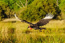 flying bird