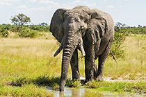 elephant drinking water