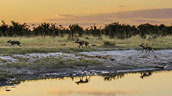 wild dogs near water
