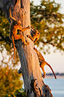 baboons playing in tree