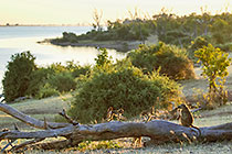 baboons on tree near lake