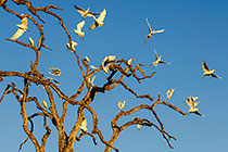 birds in dead tree