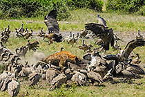 hyena eating buffalo surrounded by vaultures