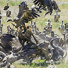 hyena eating buffalo surrounded by vaultures