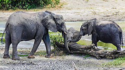 elephants walking in mud