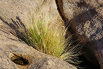bush in rocks