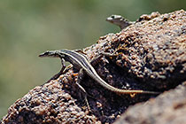 lizard on rock