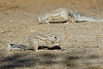 squirrel in sand