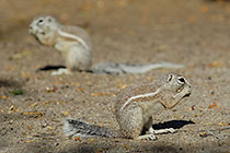 squirrel in sand