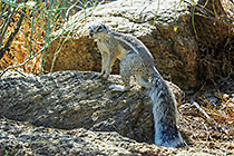 squirrel on rock