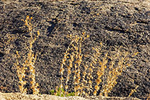 rocks with dry plant