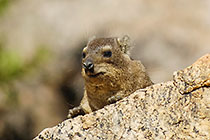 dassie on rock