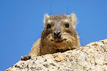 dassie on rock
