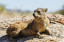 dassie on rock