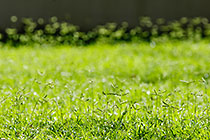 green grass