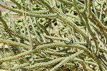 green plant