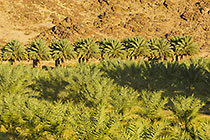 landscape with palm groves and mountains