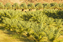 landscape with palm groves and mountains