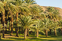 landscape with palm groves and mountains