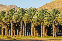 landscape with palm groves and mountains