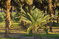 palm trees
