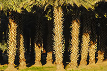 palm trees