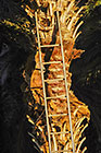 palm tree with ladder