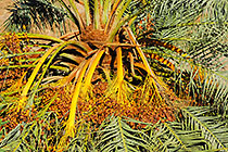palm tree with dates