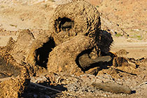 dead palm tree