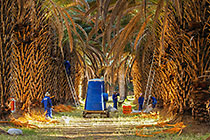 palm trees with harvesting workers